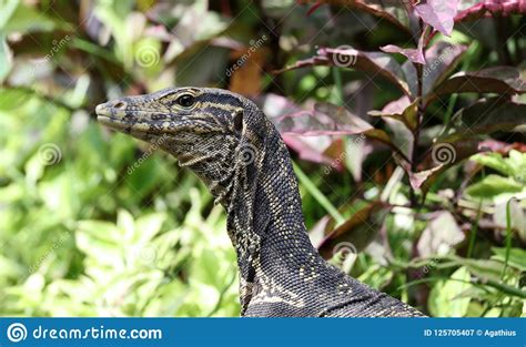 Hours, address, bali zoo reviews: Aquatic Monitor Lizard In Bali Indonesia, Large Unique ...