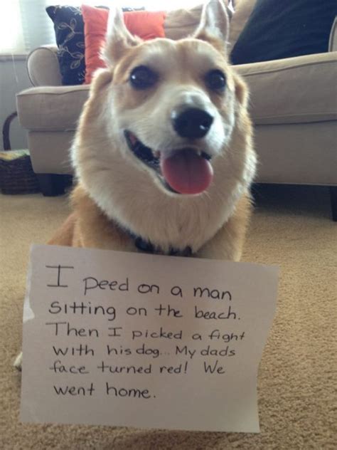 30 Of The Most Funny Dog Shaming Photos Of All Time Bemethis Dog