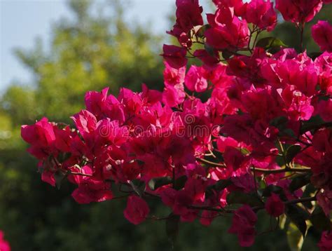 Red Flowers Of The Bougainvillea In The Park The Blue Background Stock