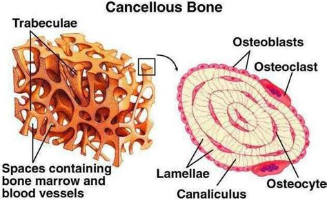 Pin By Lisa Jones On Histologytissue System Cancellous Bone Anatomy