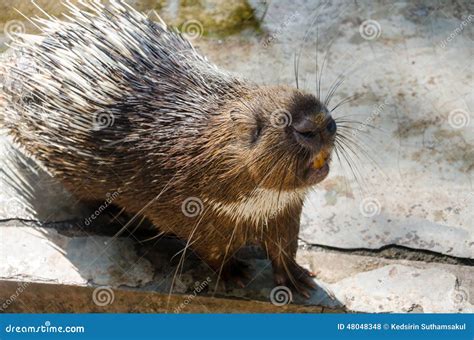Porcupine Hystricomorpha Stock Photo Image Of Chiang 48048348
