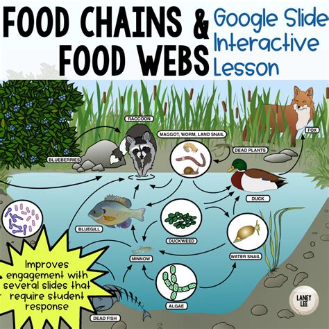 Worksheet Food Chain Interactions Answers Worksheets For Kindergarten