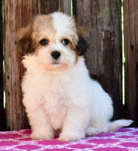 They will still let you know if there's a teddy bear dogs are relatively healthy compared to their purebred ancestors. Protective #TeddyBear | Teddy bear puppies, Lancaster ...