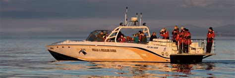 Eagle Wing Whale And Wildlife Watching Tours Attractions Victoria