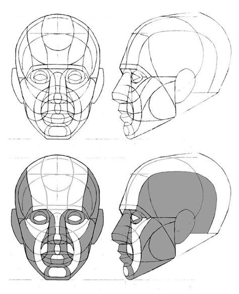 Image Interface For Human Head Drawing Reference Anatomy Drawing