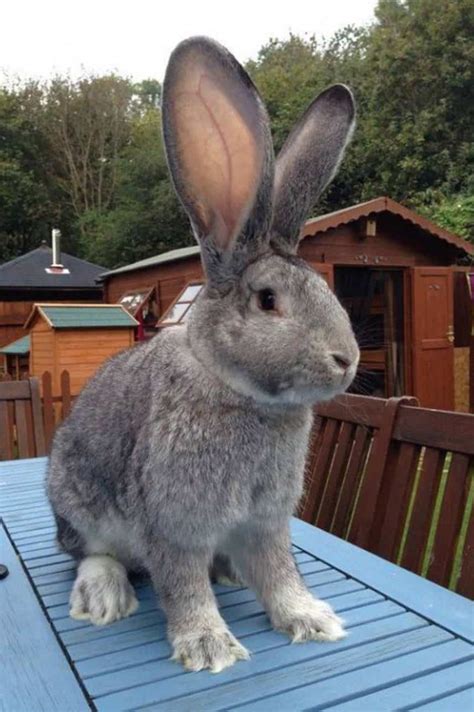 Flemish Giant Rabbit Appearance Lifespan Temperament Care Sheet