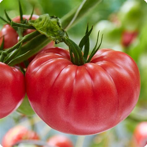 Shop For Tomatoes At The Incredible Seed Company Ltd Heirloom
