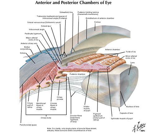 Duke Histology Eye And Eyelid