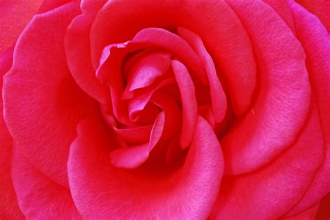 Free Pink Rose Stock Photo