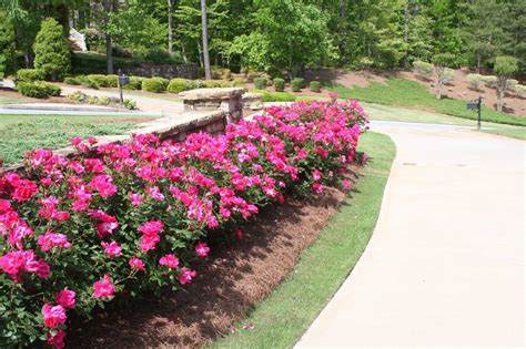 Knock Out Roses Images Of How We Use Them In Our Landscaping And