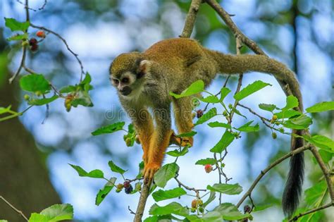 Common Squirrel Monkey Saimiri Sciureus Sits On Mulberry Tree Orange
