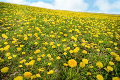 Free Stock Photo Of Yellow Dandelions Flower Field Download Free