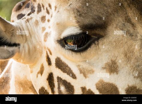 Close Up Of A Giraffe Eye Stock Photo Alamy