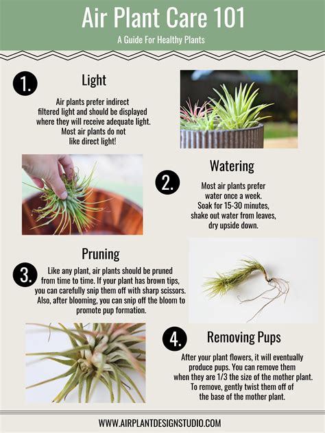 If water is left on the leaves after watering it can cause the air plant to rot. Air Plant Care | Air plant garden, Air plants care, Plants