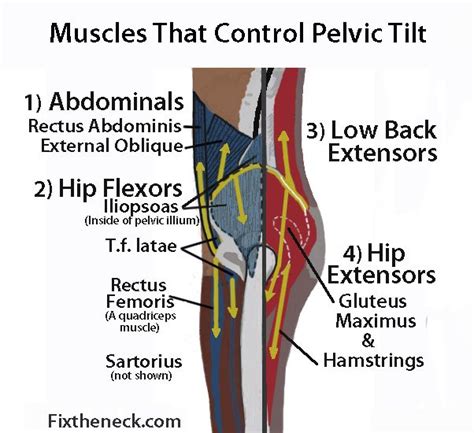 Since low back pain can be caused by injury to various structures in the spine and its supporting structures, it is important to consult your physician or athletic trainer if you a lack of flexibility through the hips (hamstring, hip flexors, gluteus muscles) can contribute to low back pain, therefore it is. Muscles that control pelvic tilt…nice, basic review ...