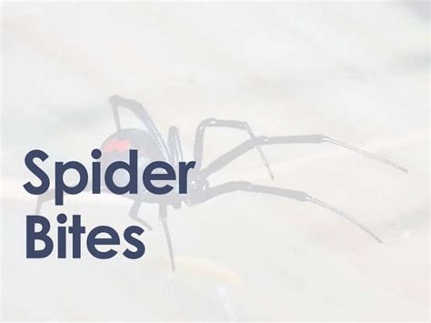 Managing Spider Bites In The Ed Ppt