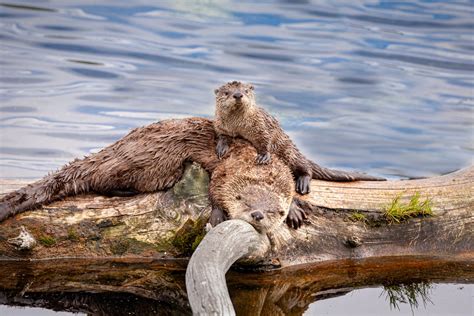 Buy Wildlife Photography Of A Mother Northern River Otter Sleeping On A
