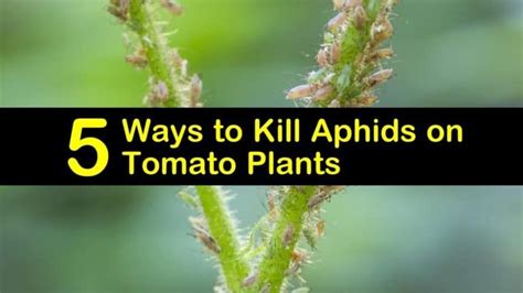Large plants that continue to grow taller and produce fruit until killed by frost. 5 Ways to Kill Aphids on Tomato Plants in 2020 | Tomato ...