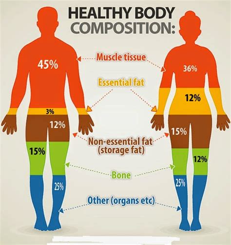 Body Fat Percentage And Bmi Calculator Body Fat Percentage