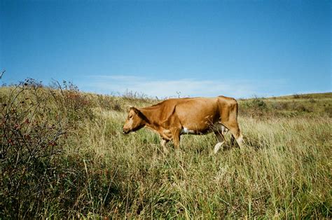 Cow Grazing In Green Endless Field · Free Stock Photo