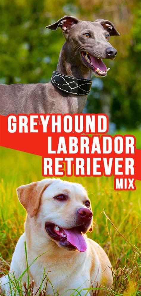 Boxer labrador retriever golden retriever german shepherd purebred mix. Greyhound Lab Mix - What To Expect From The Greyador