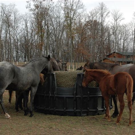 Plastic Horse Hay Ring Saves You Money Agi Products