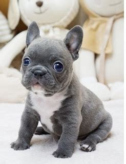 This breed was named bull due to it being used for bull baiting along with carrying the robust look of a small bull. Faboo Blue Miniature French bulldog for sale