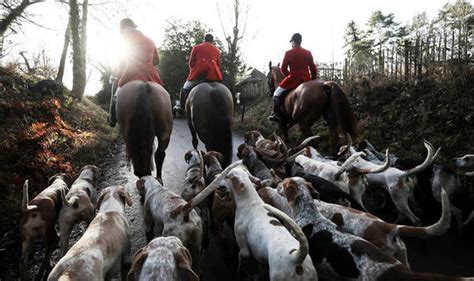 Boxing Day Fox Hunting Police Launch Probes As Dead Fox Found And