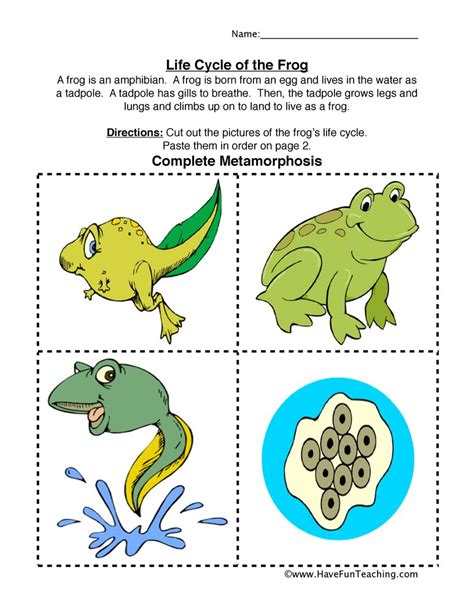 Life cycle of a frog. Frog Life Cycle Worksheet | Have Fun Teaching