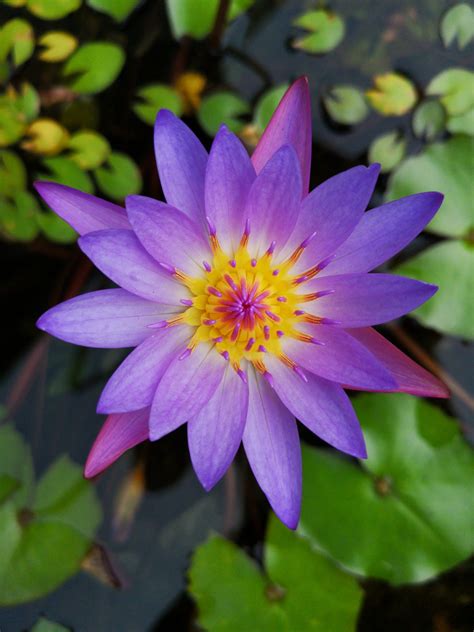 Tropical Water Lilies Buy Now Free Delivery Singapore