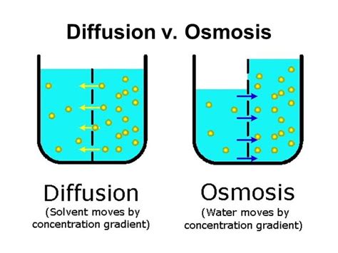 Osmosis Definition