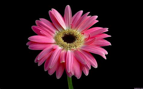 Beautiful Pink Daisy Wallpapers Wallpapers Hd
