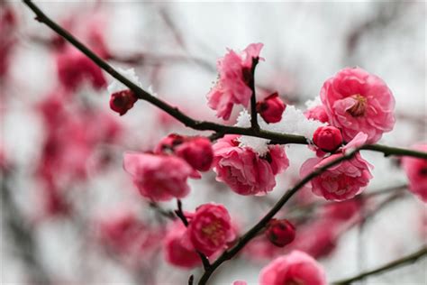 Top 10 Flowers In Chinese Culture Know About Flowers In China