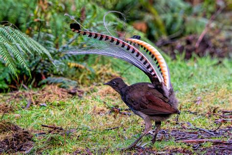 Superb Lyrebird Stock Photos Pictures And Royalty Free Images Istock