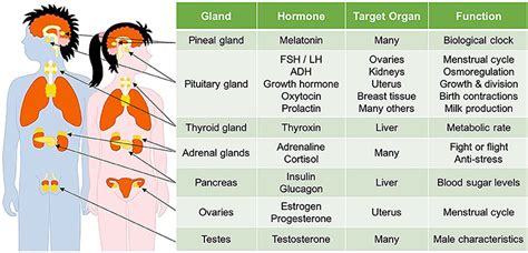 Hormones In Human Body