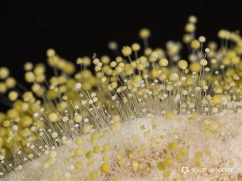 The Rise Of Molds Dive Into The Microscopic Landscape Of Growing Fungi
