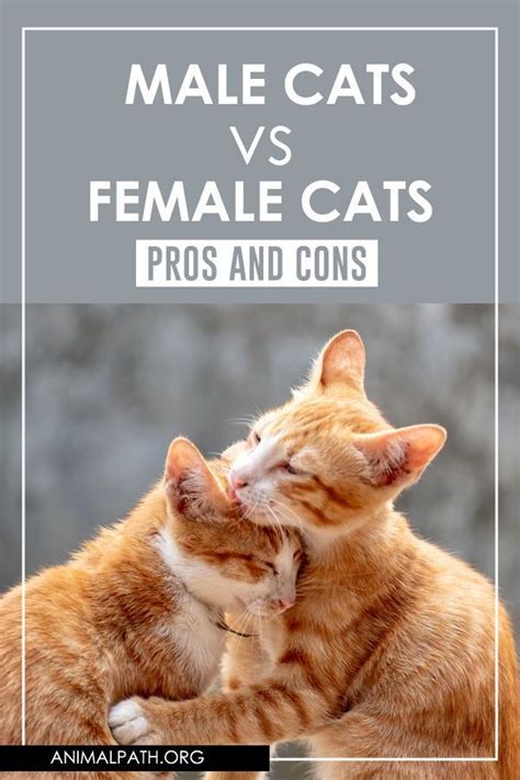 Male Cats Vs Female Cats Pros And Cons Cats Cat Lady Male Vs Female