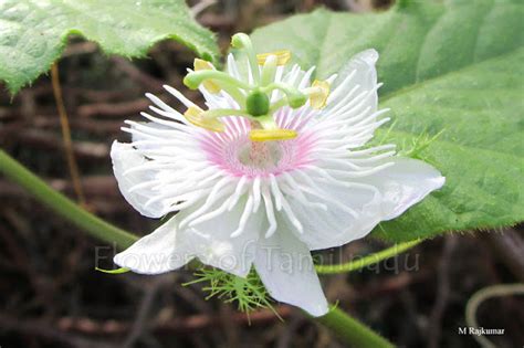 Passiflora Foetida Stinking Passion Flower Flowers Of Tamilnadu
