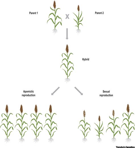 Clonal Reproduction Through Seeds In Sight For Crops Trends In Genetics