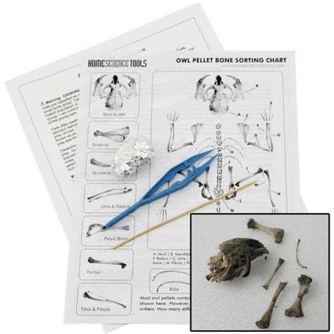 Owl Pellet Dissection Kit Learn How To Dissect An Owl Pellet