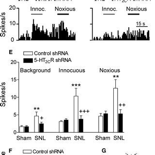 5 HT 2C R Knockdown In The BLA Inhibits Activity Of CeA Neurons In