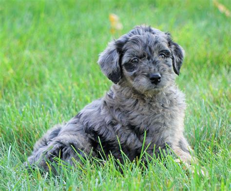 Mini Goldendoodle Blue Merle For Sale Loudenville Oh Male Kirby Ac Puppies Llc