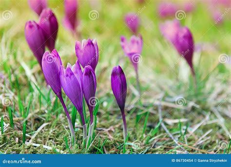 First Spring Crocus Flowers Stock Photo Image Of Spring Botanical