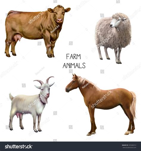 Illustration Red Female Cow Sheep White Stock Illustration