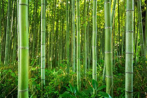 Bamboo 이미지 찾아보기 908145 스톡 사진 벡터 및 비디오 Adobe Stock