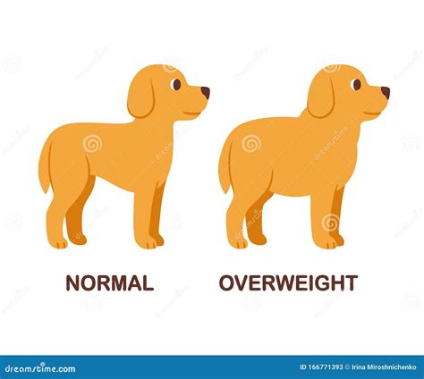 What Is The Ideal Weight For A Labrador