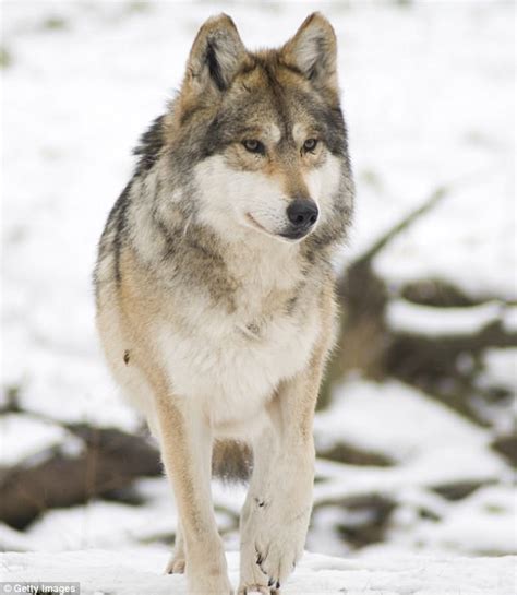 Scientists Use Artificial Insemination On A Mexican Wolf Daily Mail