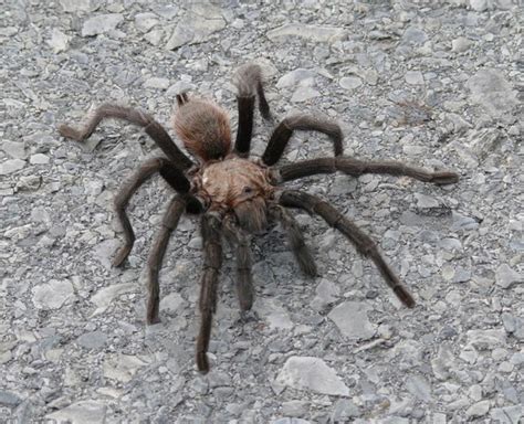 Thousands Of Tarantulas Expected To Crawl Through Colorado In Coming Weeks