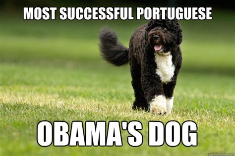 Best Successful Portuguese Memes Quickmeme