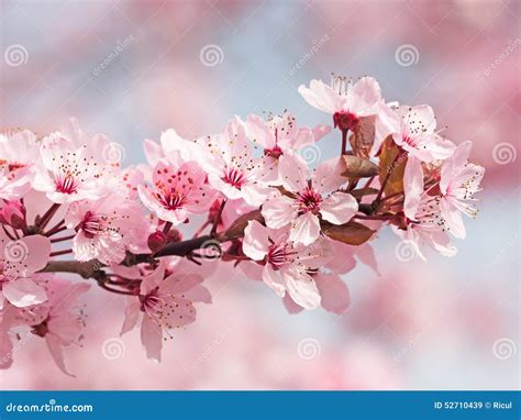 Japanese Cherry Blossom Tree In Botanical Gardens Royalty Free Stock